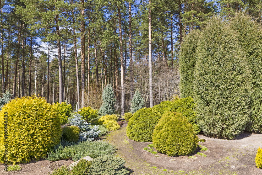 Obraz premium garden design with variety of conifer plants