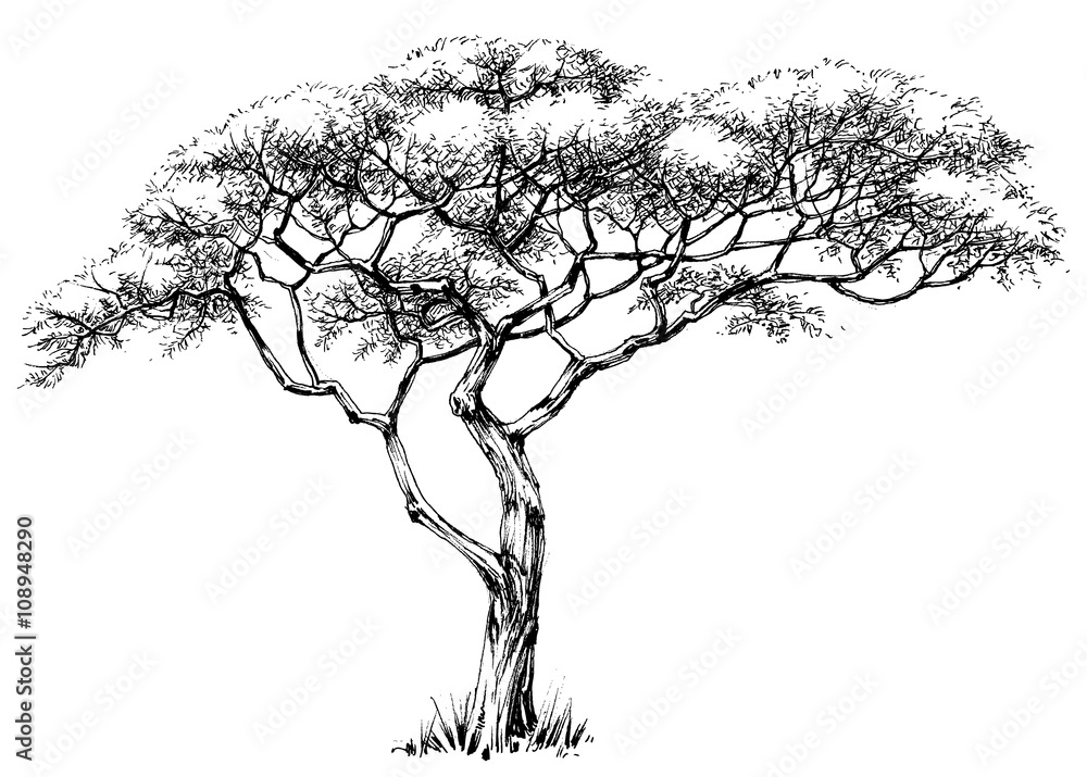 Naklejka premium Afrykańskie drzewo, drzewo marula