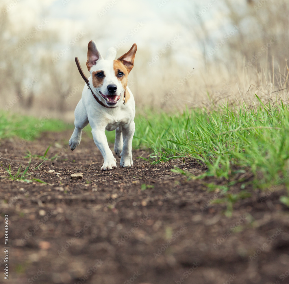 Running dog at summer