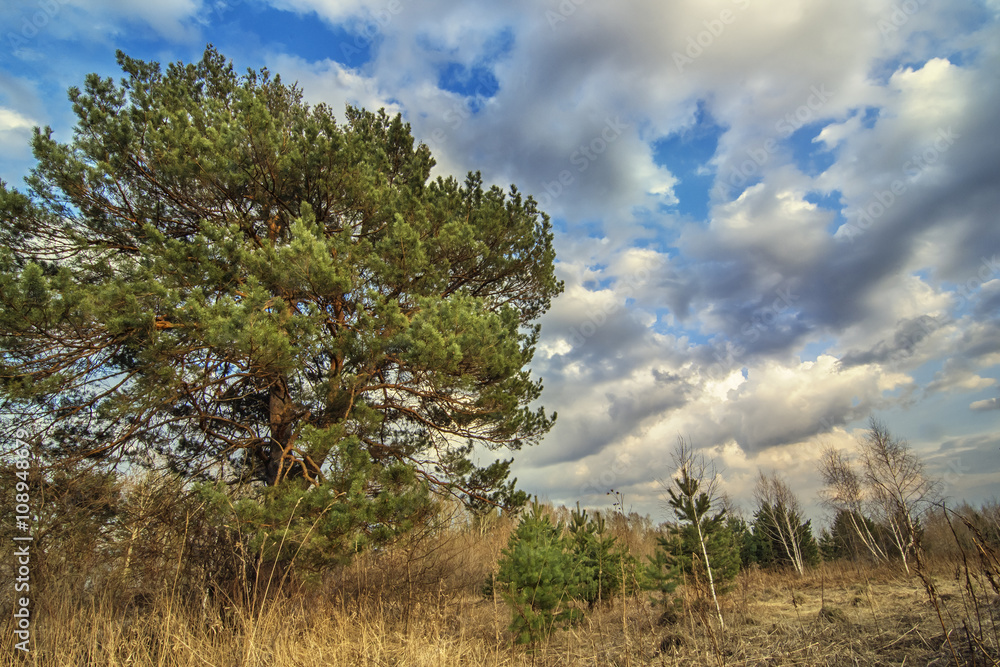 Obraz premium pine under the blue cloudy sky