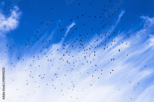 Wallpaper Mural Flock of birds in the sky, clouds, a sunny day. Nature, background, abstract wallpaper. Torontodigital.ca