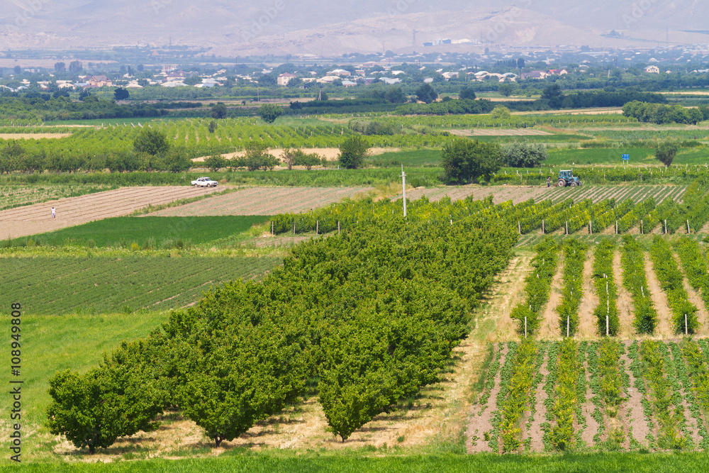 Fruit gardens, view overlooking, Armenia.
