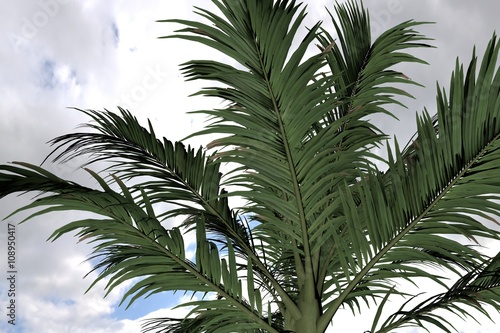 Palm Tree Alexander Alexanderpalme Archontophoenix alexandrae. Nice 3D Rendering 