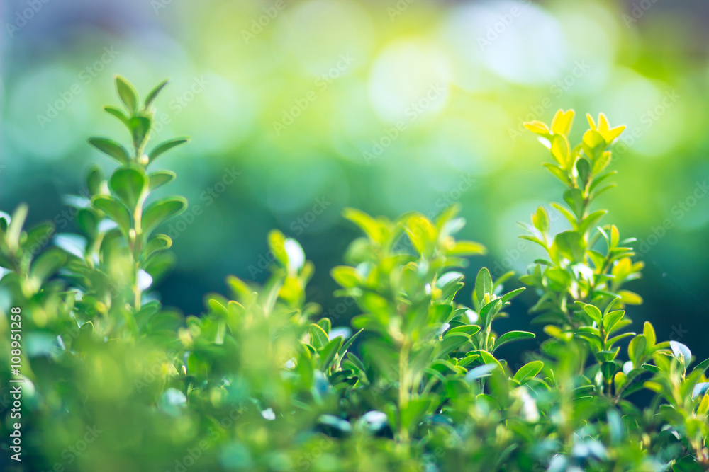 Green quickset on small-depth-of-field, horizontal orientation, beautiful colorful bokeh. Green quickset on small-depth-of-field, horizontal orientation, beautiful colorful bokeh.
