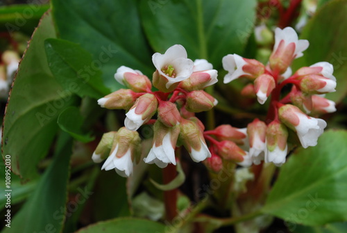 Bergenia cordifolia (Bergenia crassifolia, the badan, Siberian tea), white flowers, start blooming. Springtime. photo