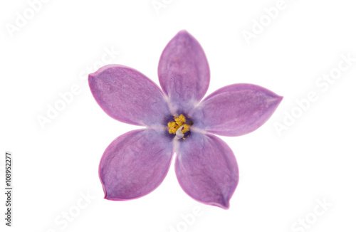 Fototapeta Naklejka Na Ścianę i Meble -  lilac flower isolated