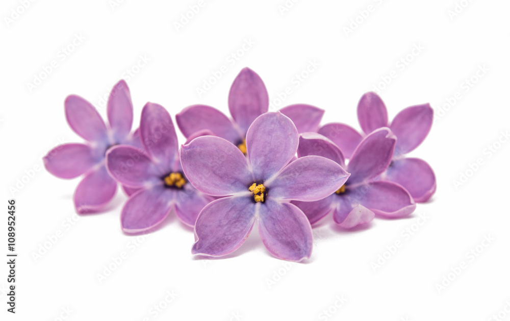 lilac flower isolated lilac flower isolated