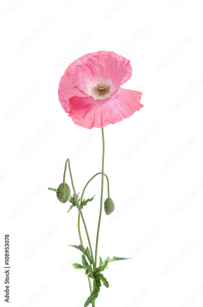 Naklejka premium single pink poppy isolated on white