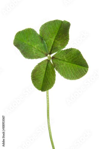 four-leaf clover for good luck isolated on white background