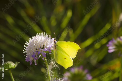 Butterfly on a flower.