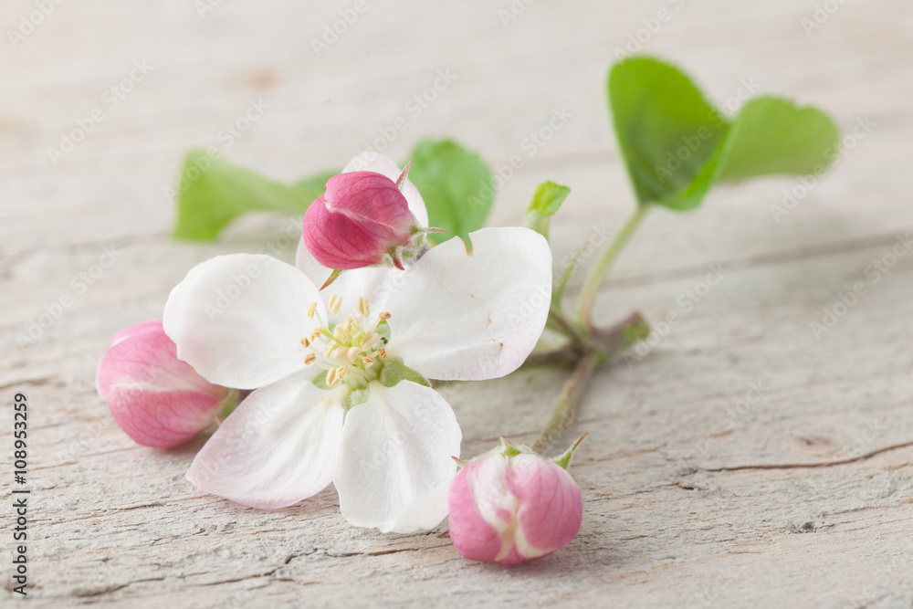 Apple blossom flowers on old white wood Apple blossom flowers on old white wood
