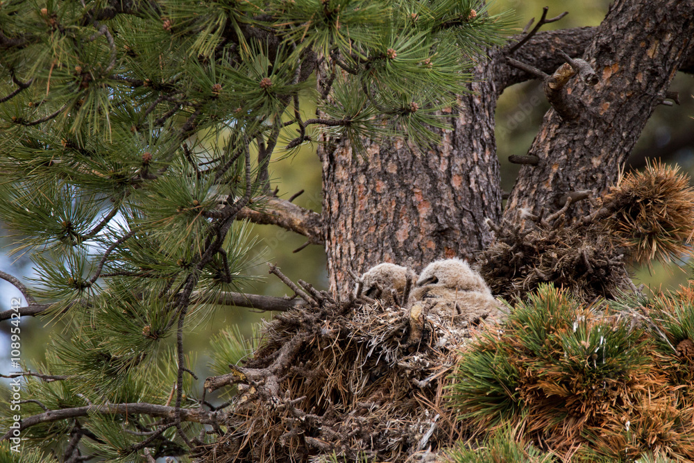 Great Horned Owlet in nest spring rocky mountain national park Great Horned Owlet in nest spring rocky mountain national park