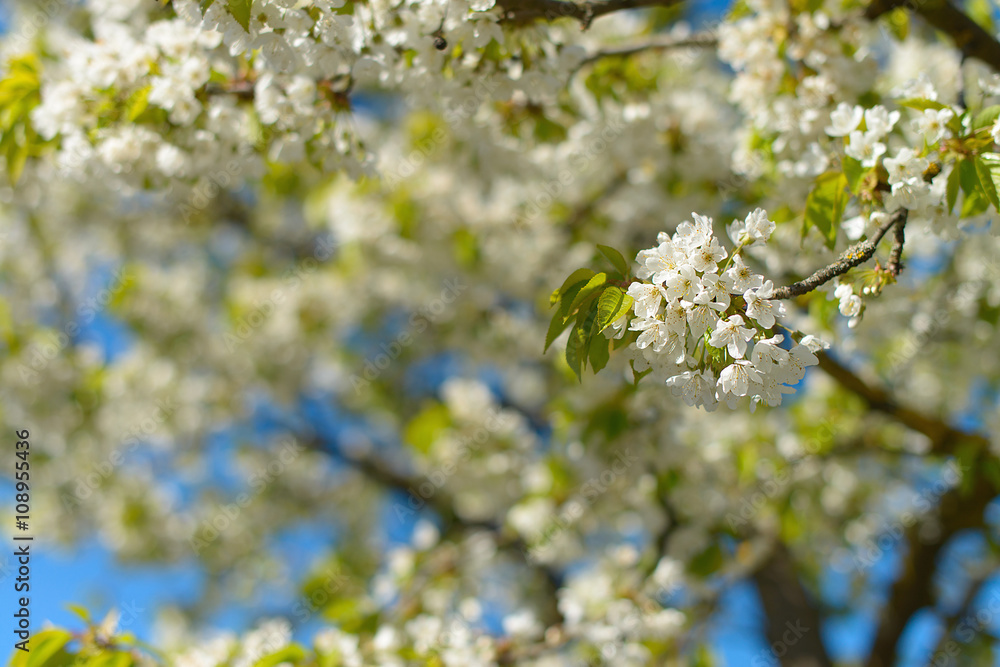 apple blossom apple blossom