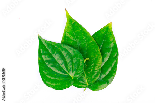 Obraz na plátně betel leaf is herbal