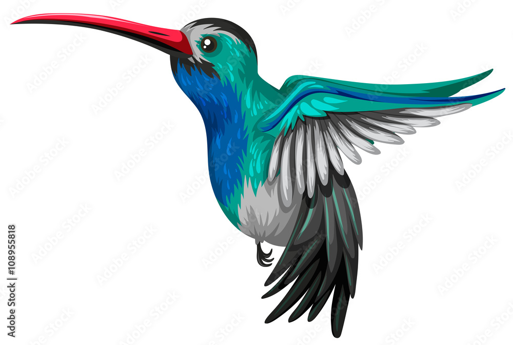 Obraz premium Humingbird flying on white background