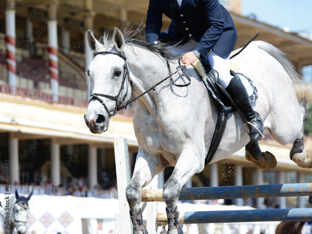 Gray sport horse in a jump. Show jumping