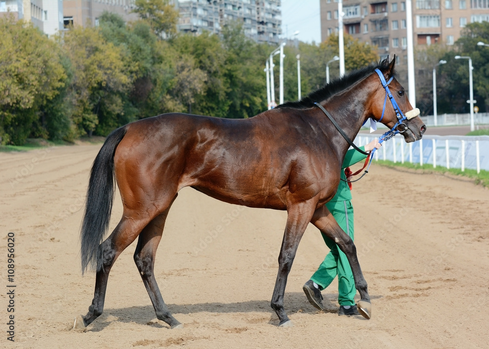 Thoroughbred bay racehorse on awarding after a race