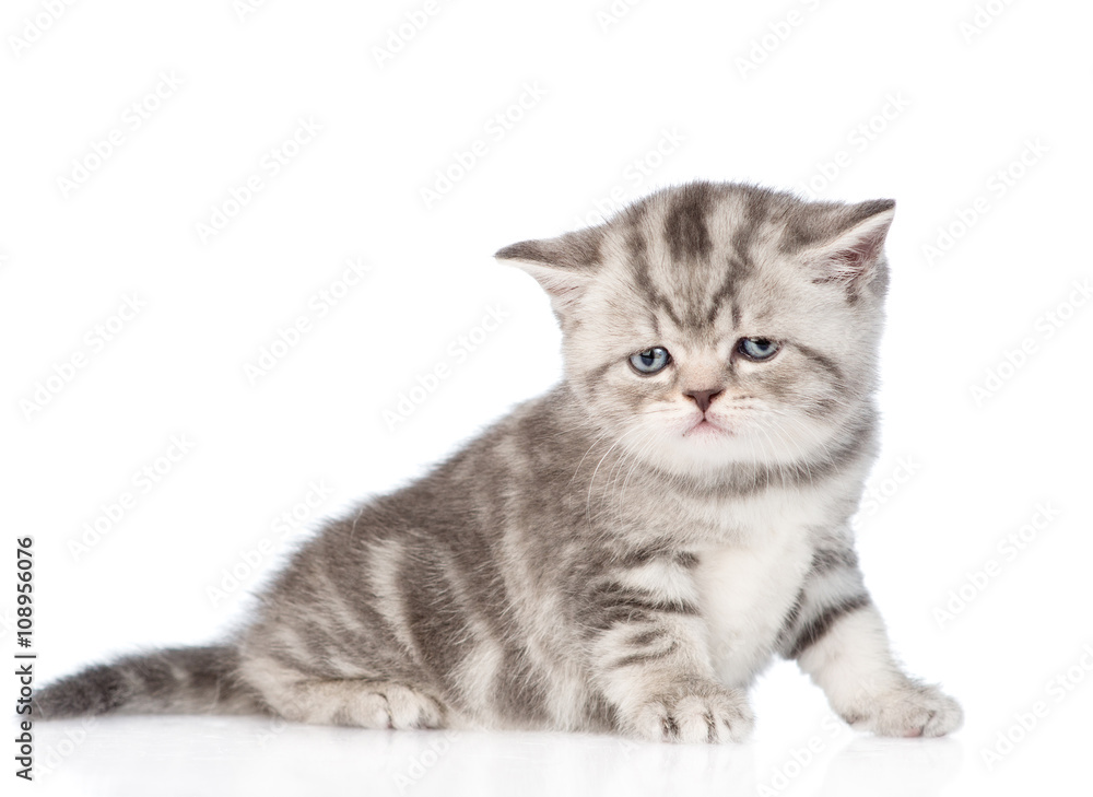 Sad tabby kitten. isolated on white background