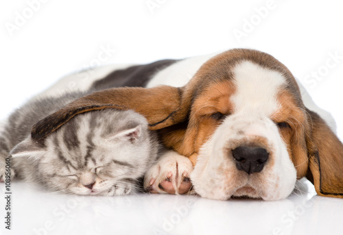 Kitten sleeping under the ear basset hound puppy. isolated on wh
