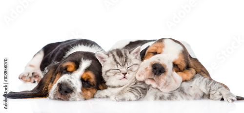 Tabby kitten sleeping with Basset hound puppies. isolated on whi