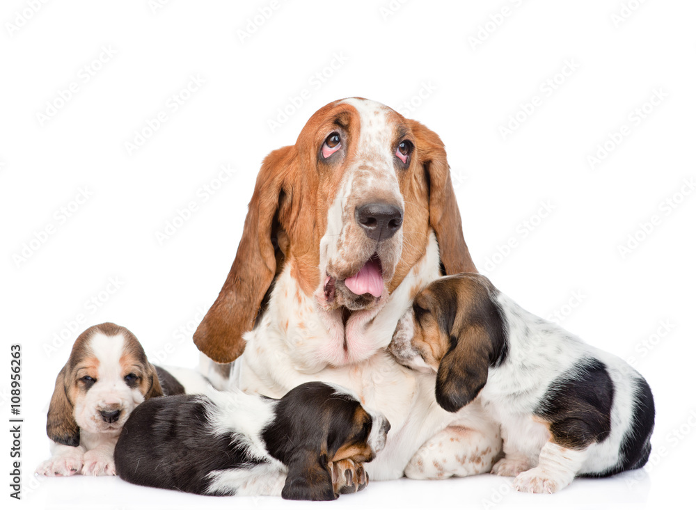 Adult basset hound dog and puppies. isolated on white background