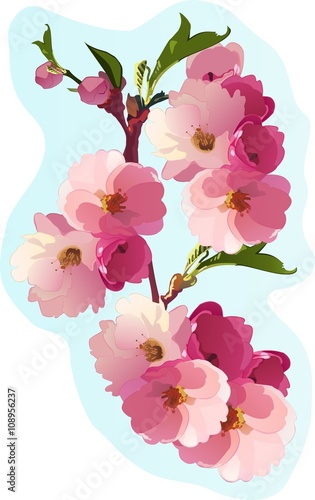 cherry blossom