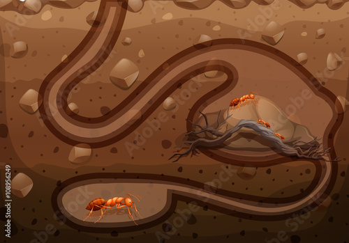 Ant colony living underground