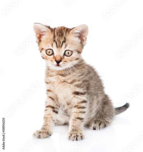 Tiny tabby kitten looking at camera. isolated on white backgroun