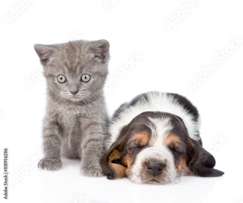 Kitten sitting with sleeping basset hound puppy. isolated on whi