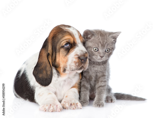 Gray kitten sitting with basset hound puppy. isolated on white b