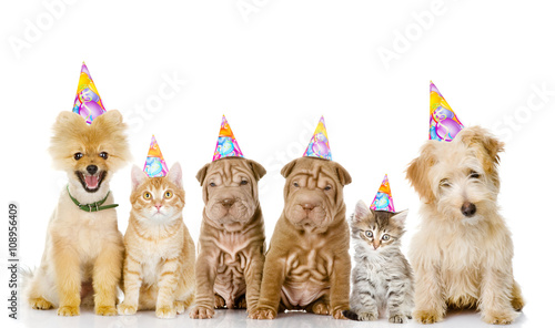 Group of cats and dogs with birthday hats. isolated on white bac