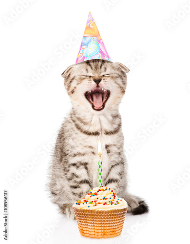 laughing cat cat with birthday hat and cake. isolated on white