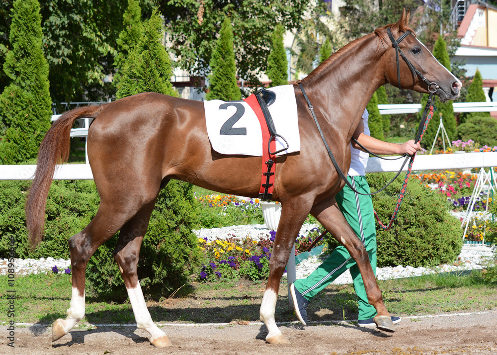 Arabian red racehorse in the paddock before a race