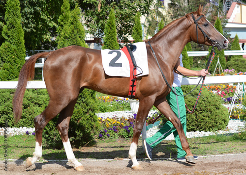 Arabian red racehorse in the paddock before a race