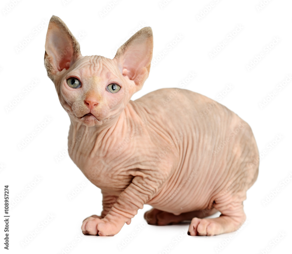 The Canadian sphynx isolated on white background The Canadian sphynx isolated on white background