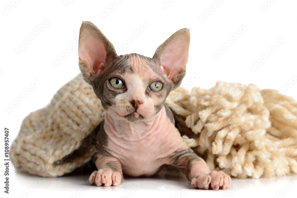 The Canadian sphynx close-up