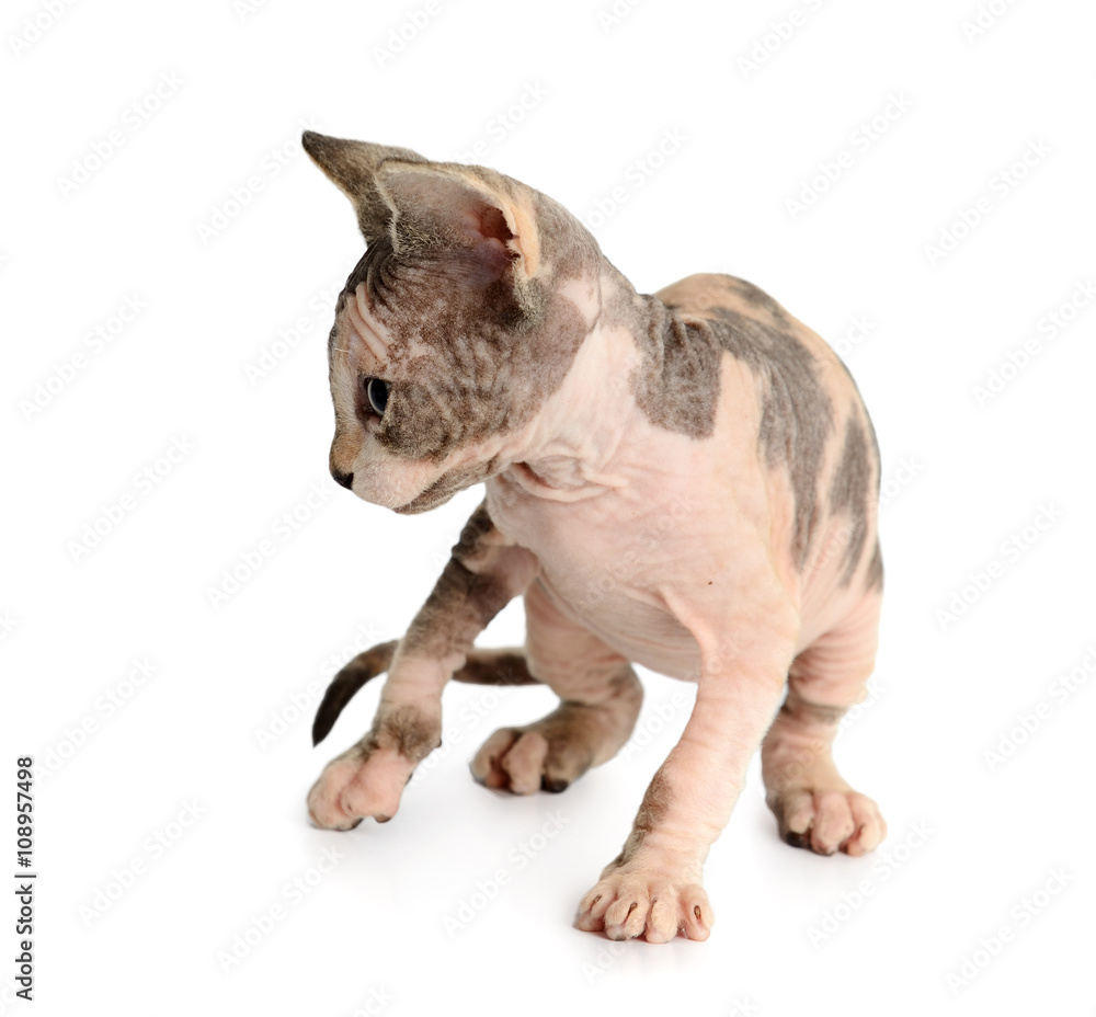 The Canadian sphynx isolated on white background