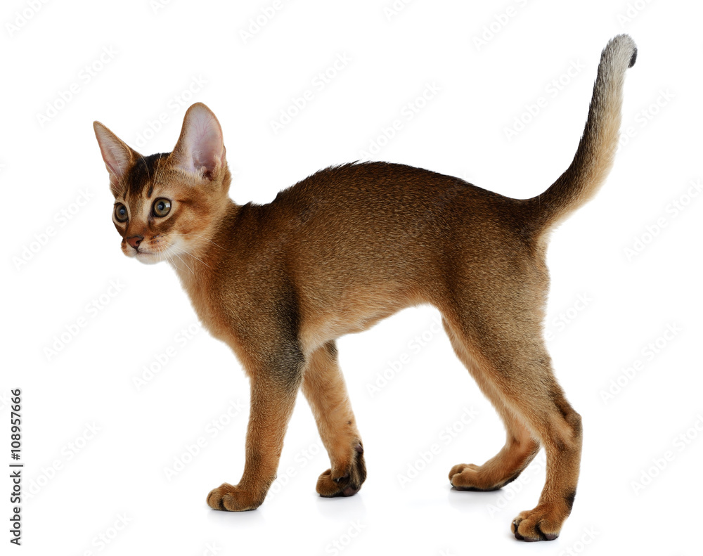 Obraz premium Cute kitten isolated on white background