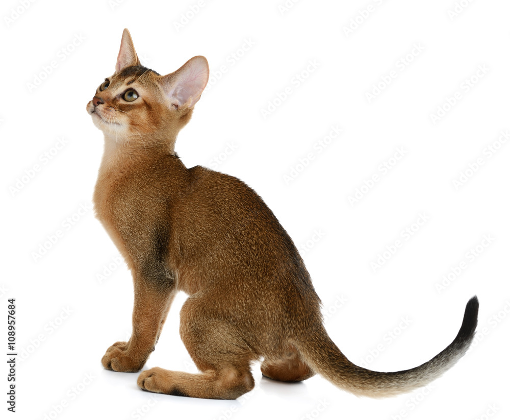 Cute kitten isolated on white background Cute kitten isolated on white background