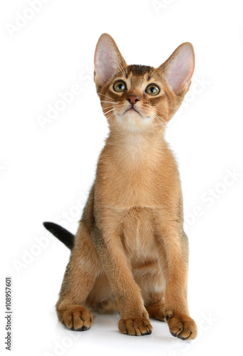 Cute kitten isolated on white background