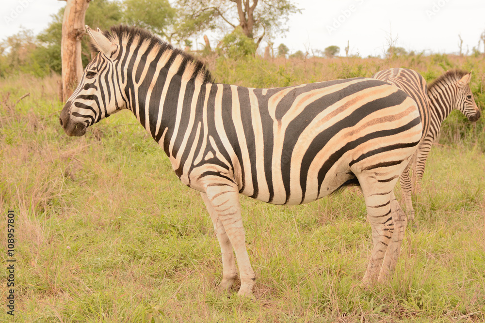 Burchell's zebra mare alert to other movement in the bush before moving forward Burchell's zebra mare alert to other movement in the bush before moving forward