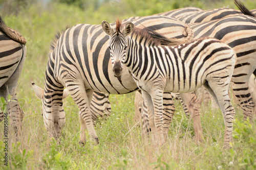 Burchell's zebra foal looking intently at the photographer with the herd in the background