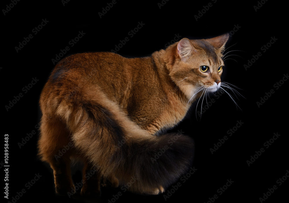 Somali cat ruddy color on black background Somali cat ruddy color on black background