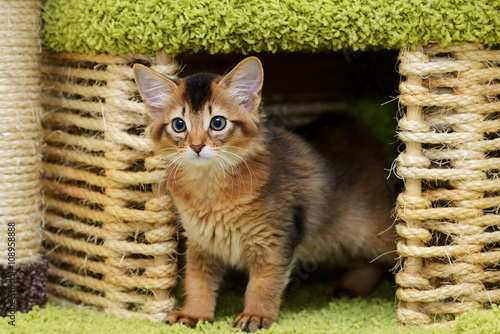 Fotografie Portrait of a cute somali kitten in the house