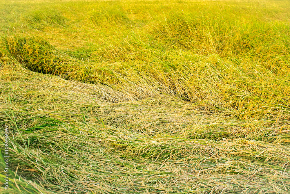 Yellow paddy rice plant falling. spike rice field Yellow paddy rice plant falling. spike rice field