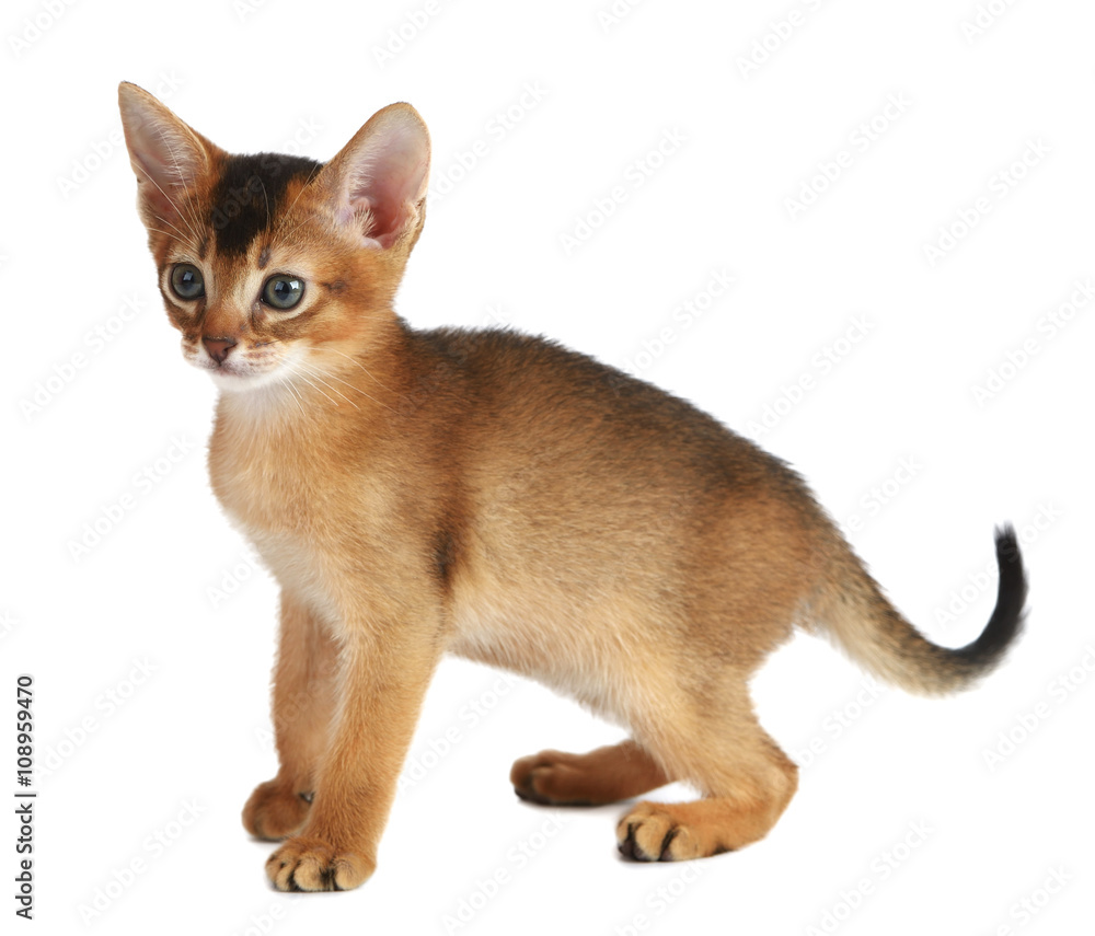 Cute kitten isolated on white background Cute kitten isolated on white background