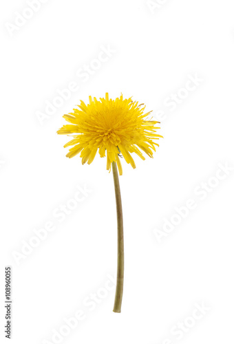 Flower of dandelion.  Flower of dandelion on white background.  