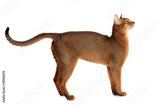 Abyssinian cat isolated on white background