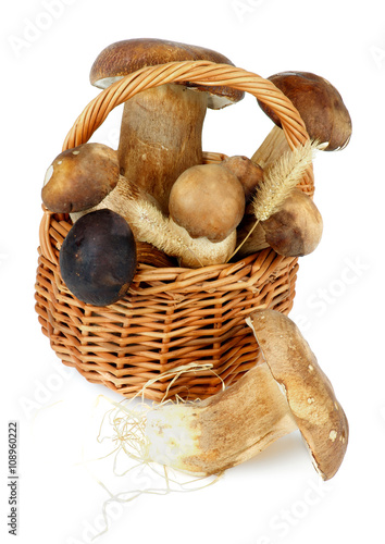 Raw Boletus Mushrooms