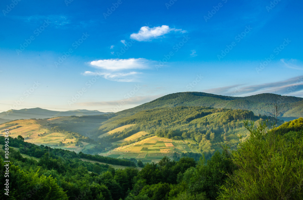 mountain summer landscape. trees near meadow and forest on hills